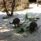 Hónap diákjai az állatkertben