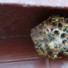 Képeket vegyenek az Arany iskoláért!