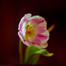 Képeket vegyenek az Arany iskoláért!