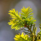 Képeket vegyenek az Arany iskoláért!