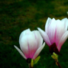 Képeket vegyenek az Arany iskoláért!