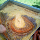 I. Horgász- és halászlé-főzőverseny