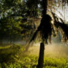 Képeket vegyenek az Arany iskoláért!