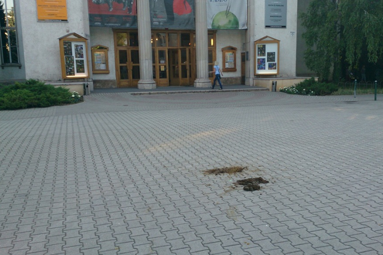 Lótrágya és örömünnep