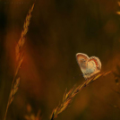 Képeket vegyenek az Arany iskoláért!