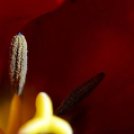 Képeket vegyenek az Arany iskoláért!