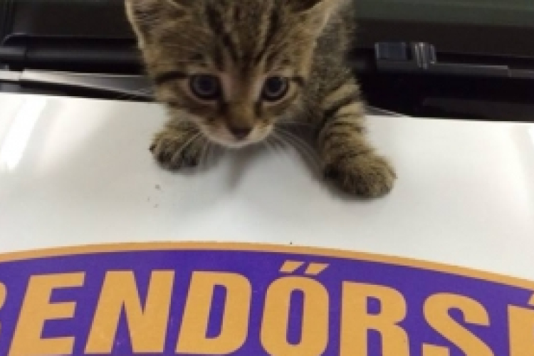 Az iváncsai rendőrök és a kiskandúr