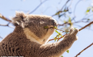 Csaknem hétszáz koalát altattak el titokban az ausztrál hatóságok