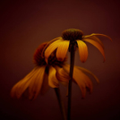 Képeket vegyenek az Arany iskoláért!