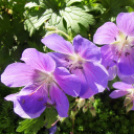 Képeket vegyenek az Arany iskoláért!