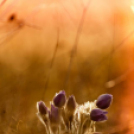 Képeket vegyenek az Arany iskoláért!