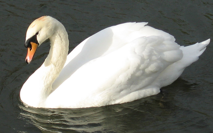 MME: a vízimadarak etetése veszélybe sodorja az állatokat