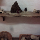 Waldorf ovi megnyitó