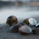 Képeket vegyenek az Arany iskoláért!