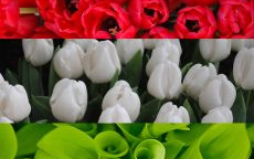 Itt lesz március idusa