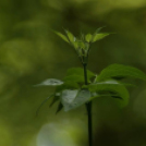 Képeket vegyenek az Arany iskoláért!