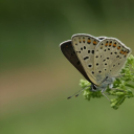 Képeket vegyenek az Arany iskoláért!