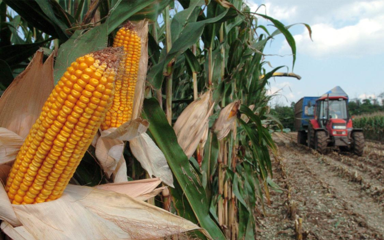Sártenger a mezőgazdasági területeken