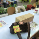 Foltvarrók találkoztak