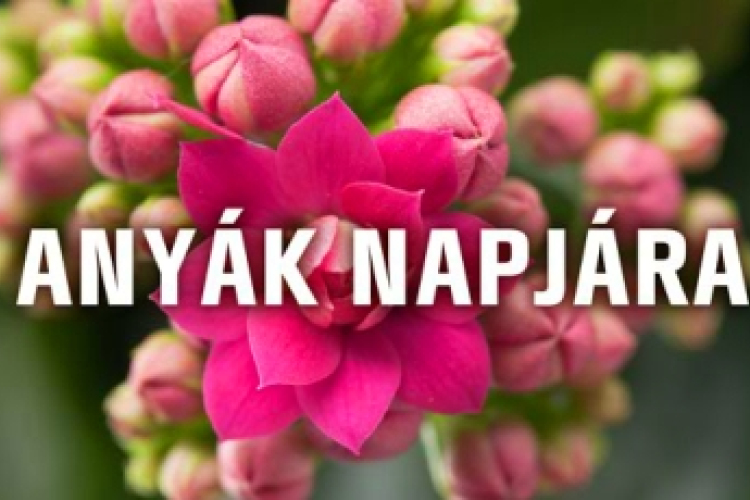 Anyák napjára szeretettel