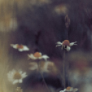 Képeket vegyenek az Arany iskoláért!