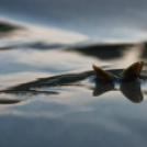 Képeket vegyenek az Arany iskoláért!
