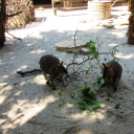 Hónap diákjai az állatkertben