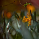 Képeket vegyenek az Arany iskoláért!