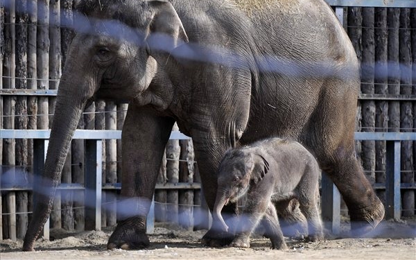 A budapesti állatkert újszülött kiselefántja