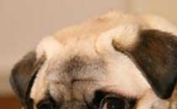 Figyelem, kullancsveszély!