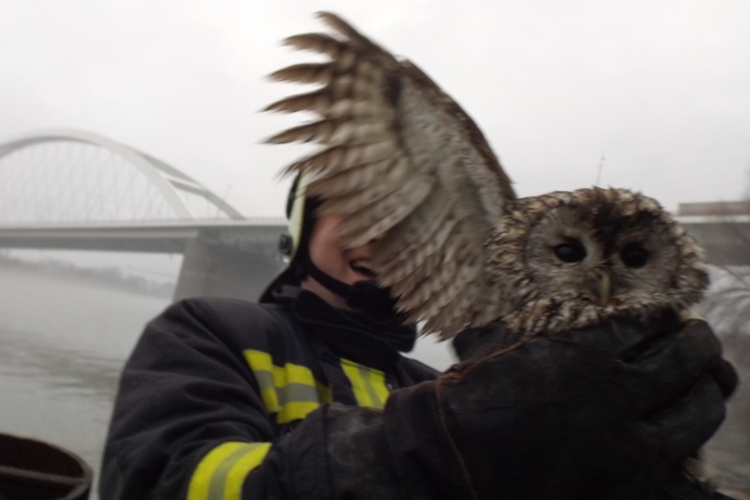 Bagolymentés Dunaújvárosban