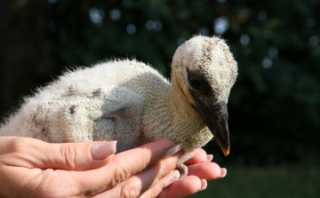 A tavasz hírnökei, lassan megérkeznek az utolsó gólyák is