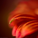 Képeket vegyenek az Arany iskoláért!