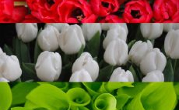 Szabad Szellem, Szabad Sajtó