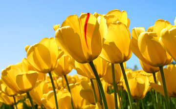 Virágos Dunaújvárosért - lehet pályázni