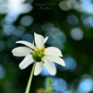 Képeket vegyenek az Arany iskoláért!