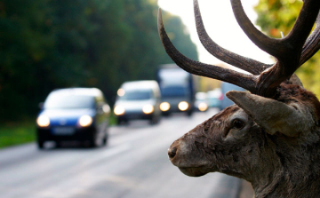 Megnőhet a vadgázolás kockázata