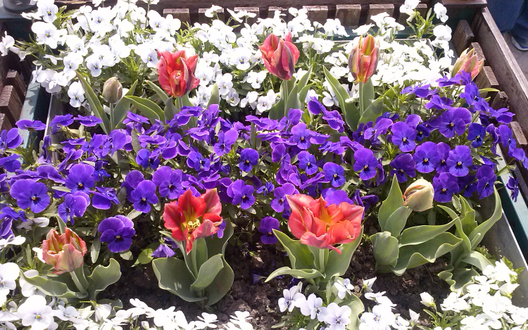 Városszépítés felső fokon