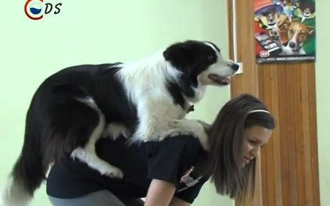 Roxie is bemutatkozott a diákoknak - DSTV videóval