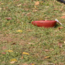 Október 23. megemlékezés és ünnepi közgyűlés