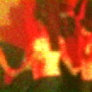 Ádámok és Évák ünnepe