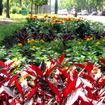 Dunaújváros - parkosítás, virágültetés